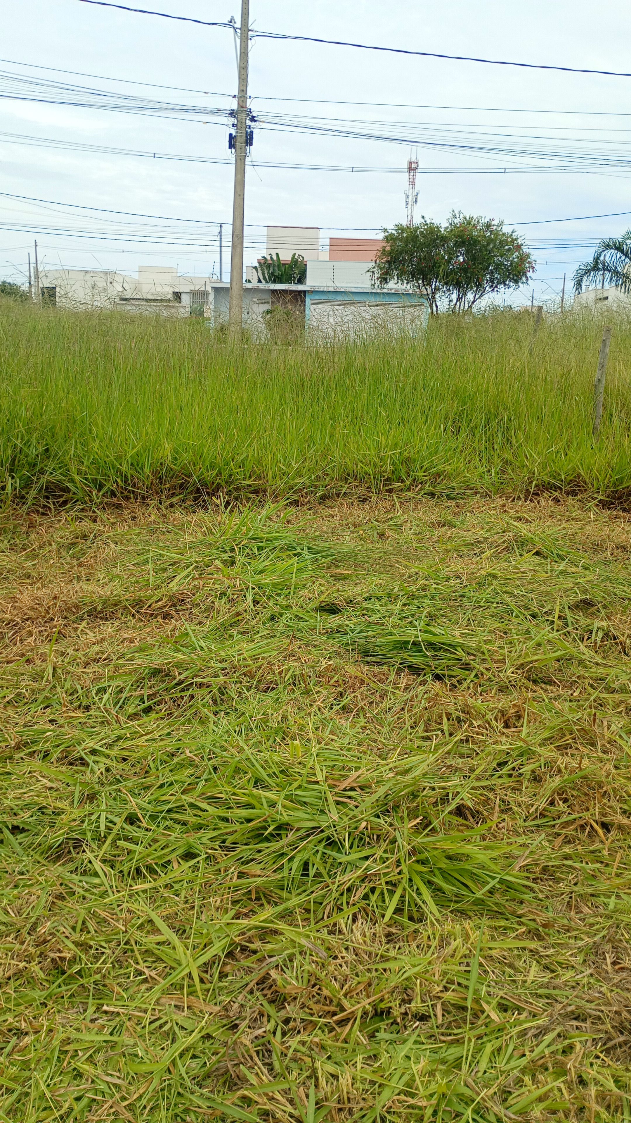 Limpeza de chácara — foto 1